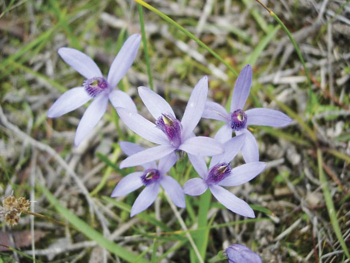 Colour returns to mallee scrubs