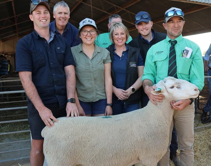 Jandebrey rams for best prime lambs