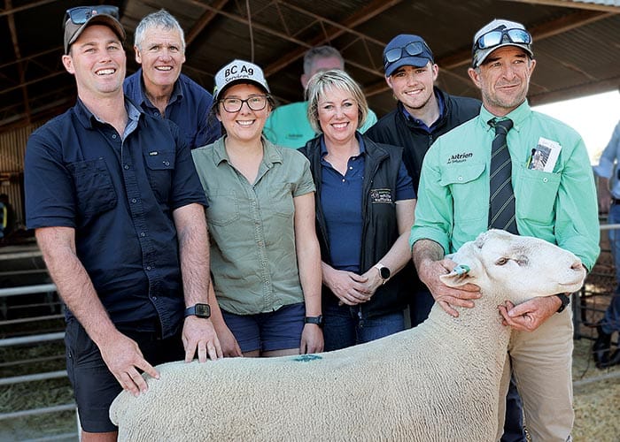 Eye-catching Jandebrey ram a standout