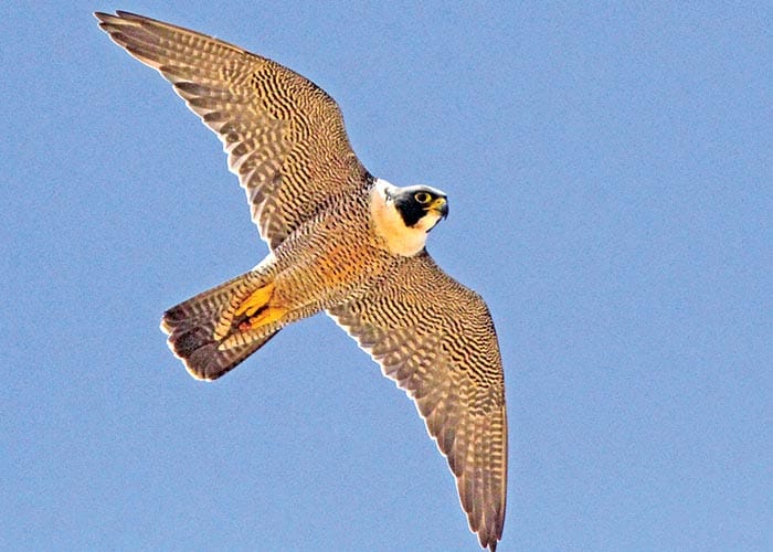 Prominent photographer swooping into Kadina