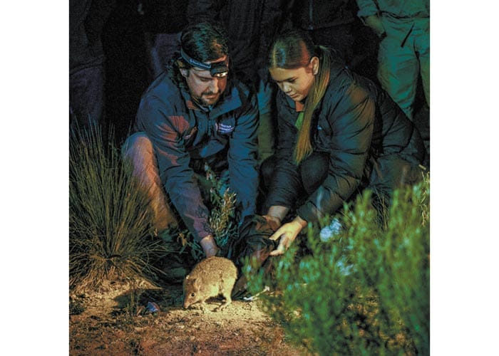 More bettongs land at Innes