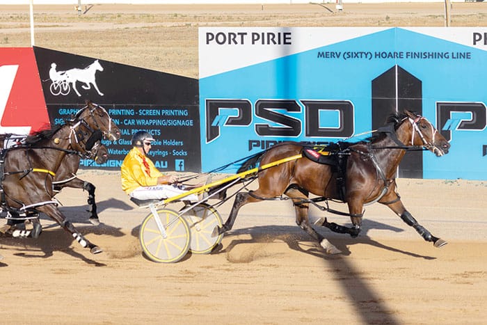 YP harness racing news