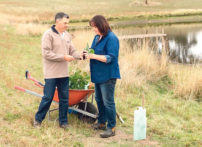 40 years of iconic Tree Scheme