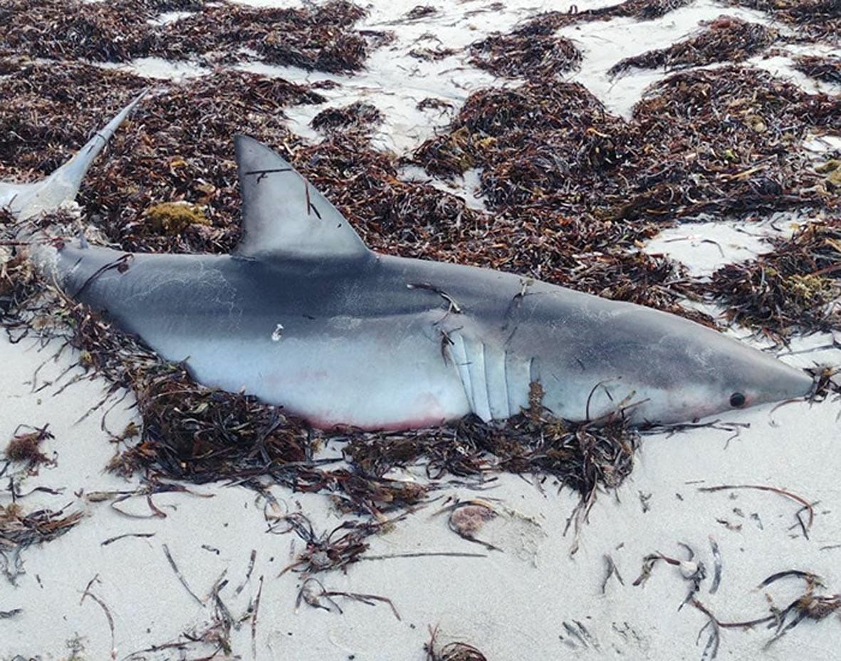 Sharks in the shallows