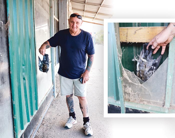 Improvements agreed on for ‘pigeon palace’