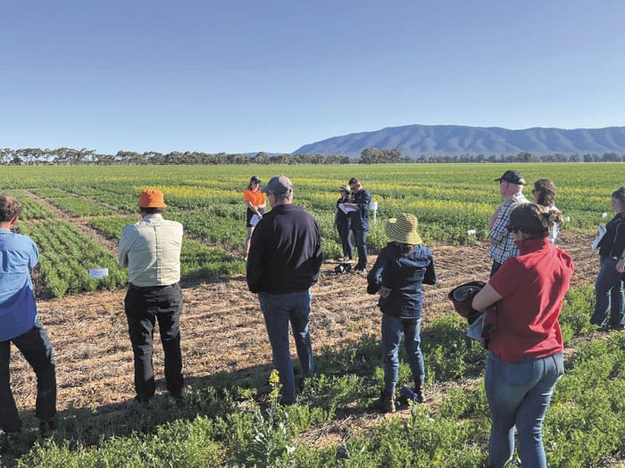 Grain legume initiative to close the yield gap