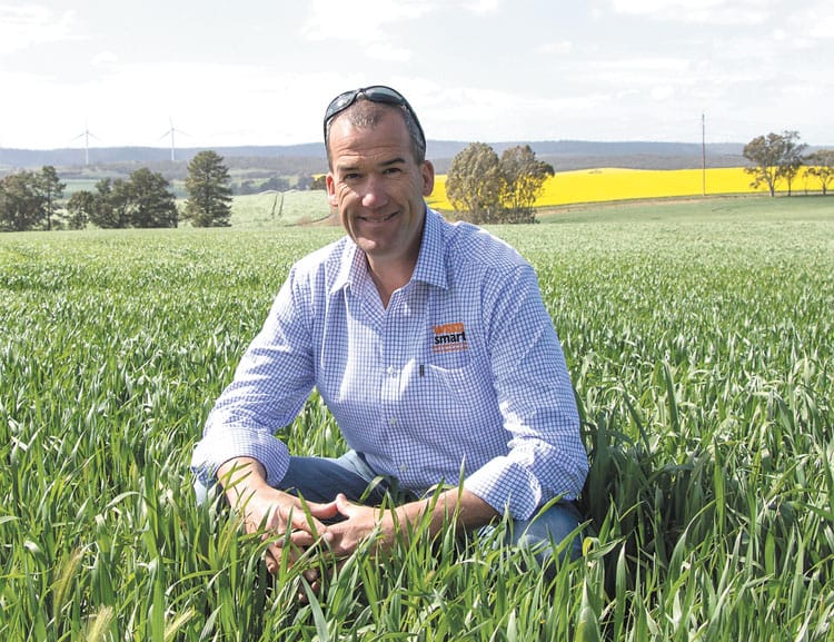 Feathertop grass causes concerns