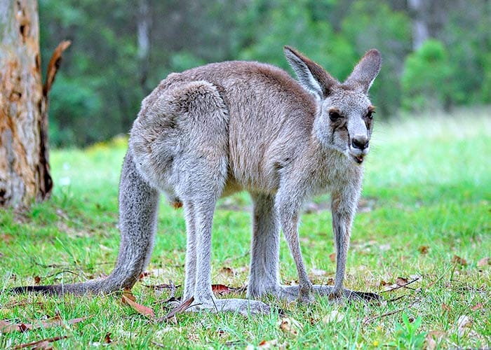 Animal crash surge prompts RAA warning