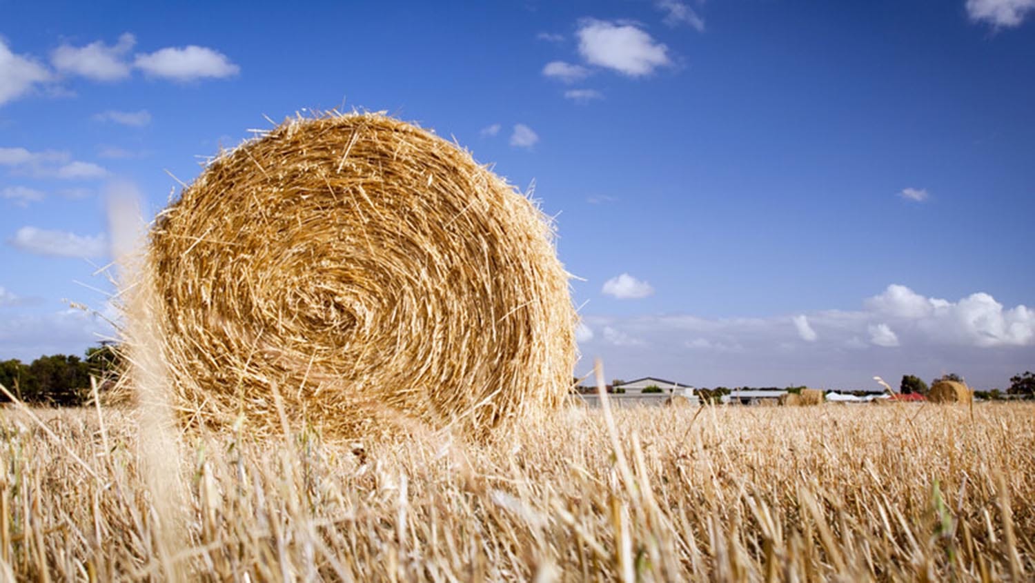 Agriculture loans up as Aussie farmers show their resilience