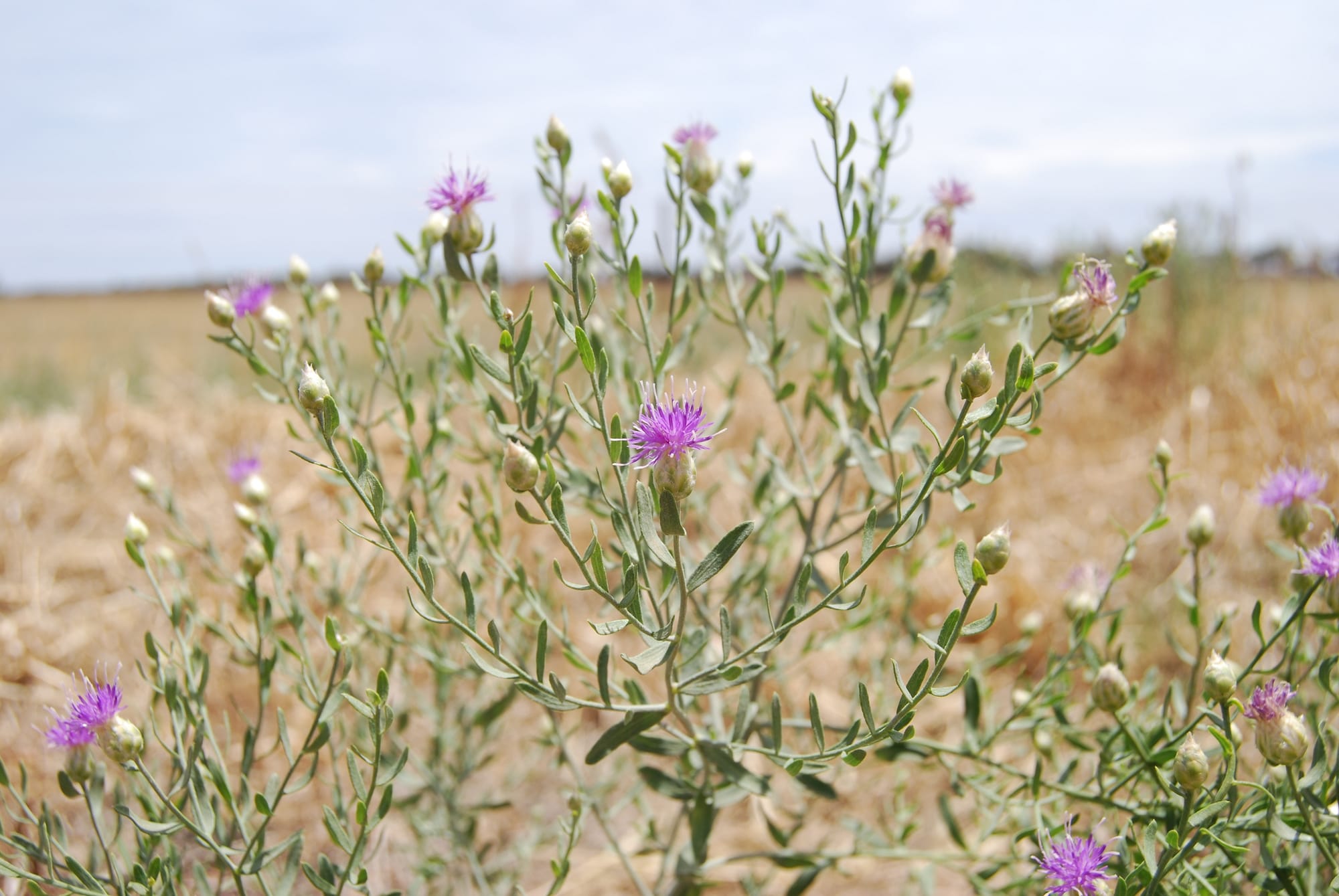 Weeds expected to arrive following rain