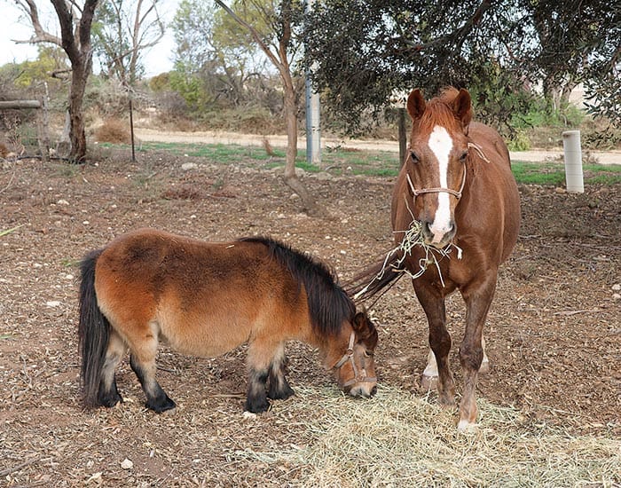 Equine connection gives emotional regulation