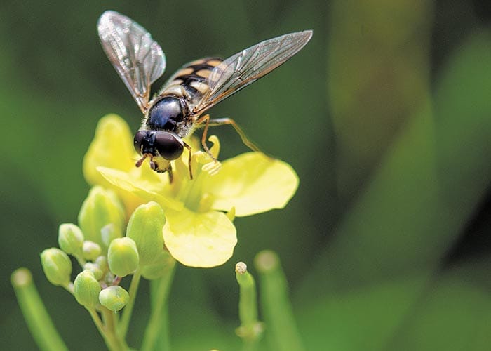 Toxicity guide helps beneficial insects