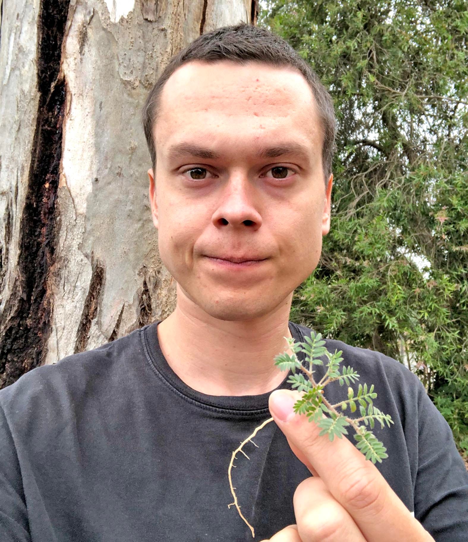 Don’t let caltrop hitch a free ride