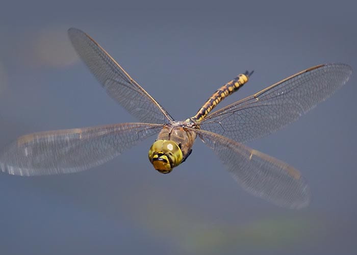 Winged warriors combat mozzies