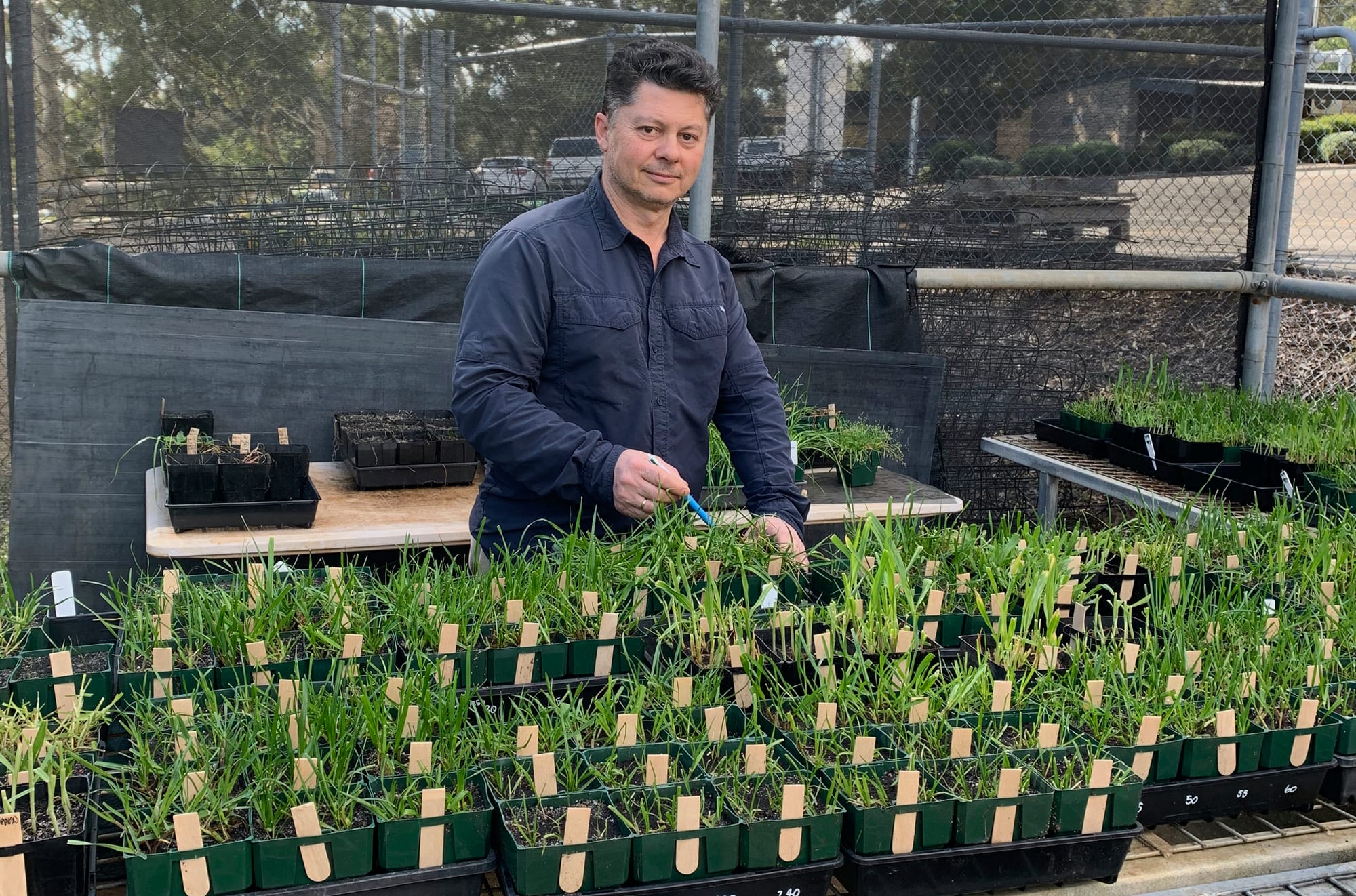 Test for herbicide resistance