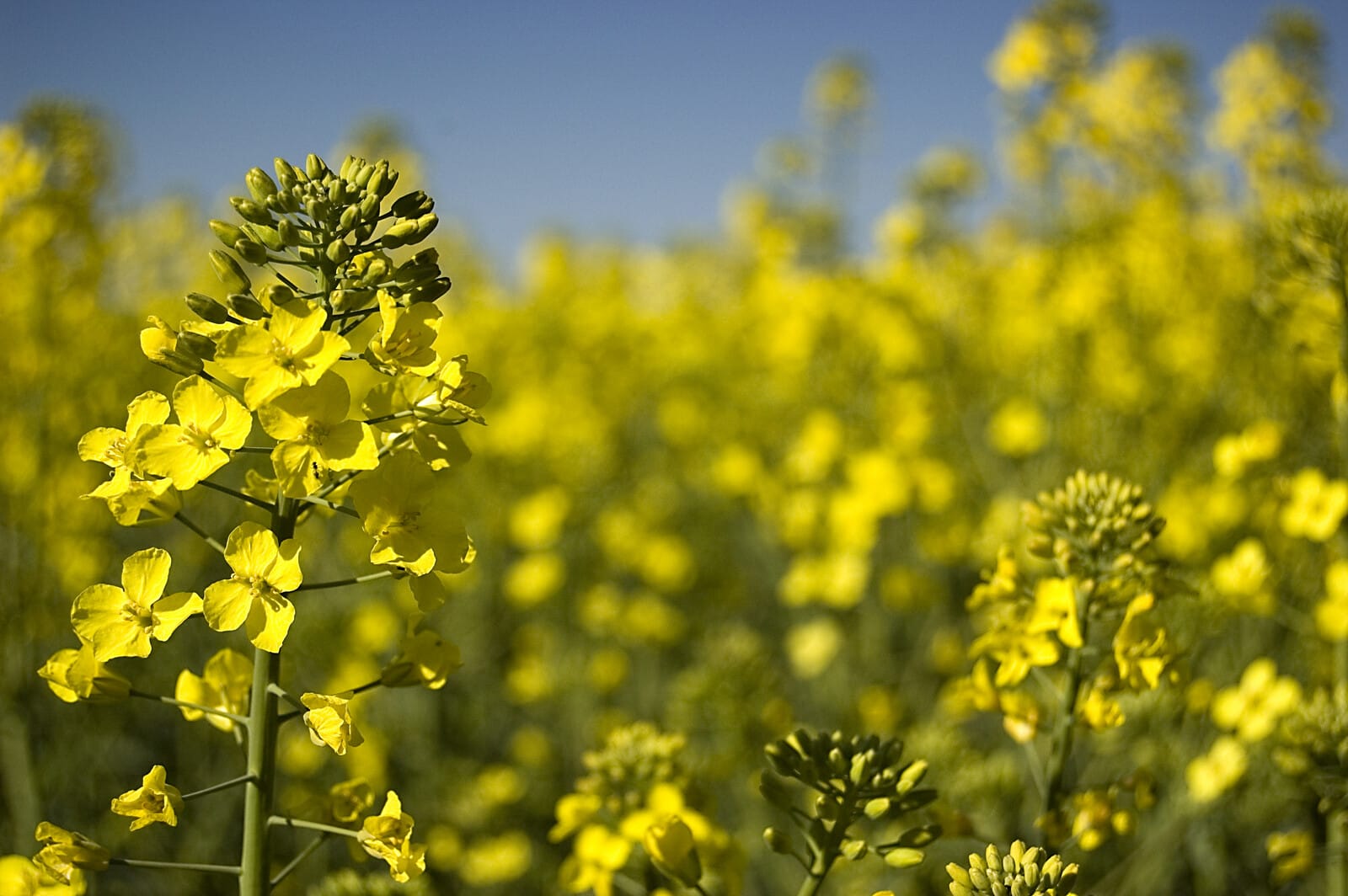 Viterra delivers largest canola export program