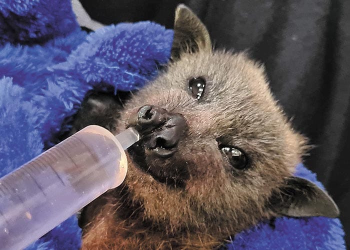 Flying squad needed for new visitors