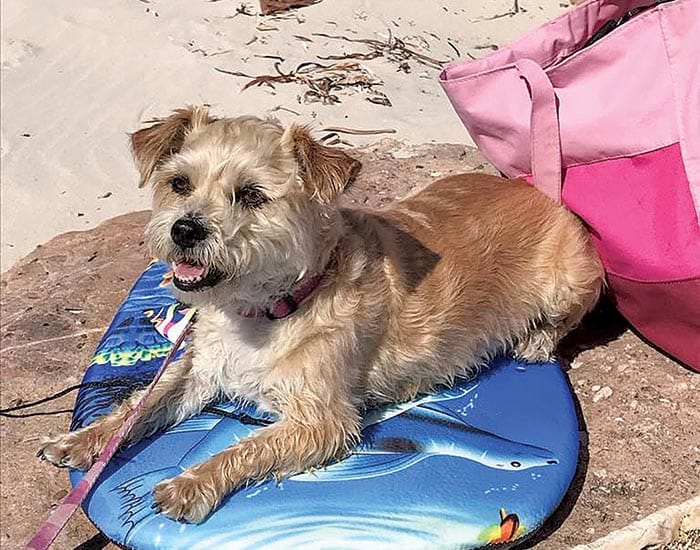 Check your pets’ microchip details