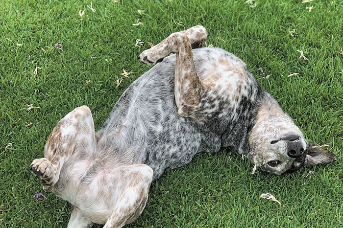 Winter worries — managing arthritis in pets