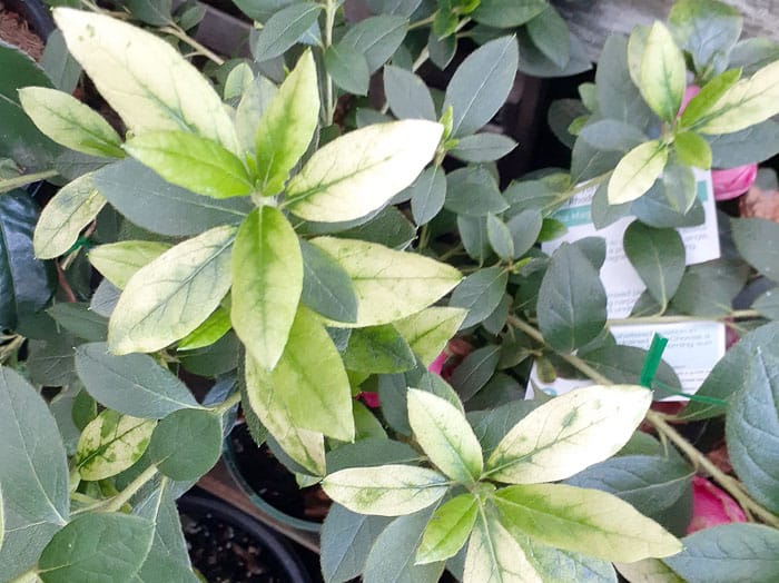 Overwatch blamed for bleaching plants