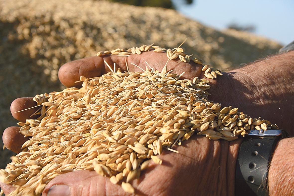 Grain Producers SA welcomes decision to allow GM