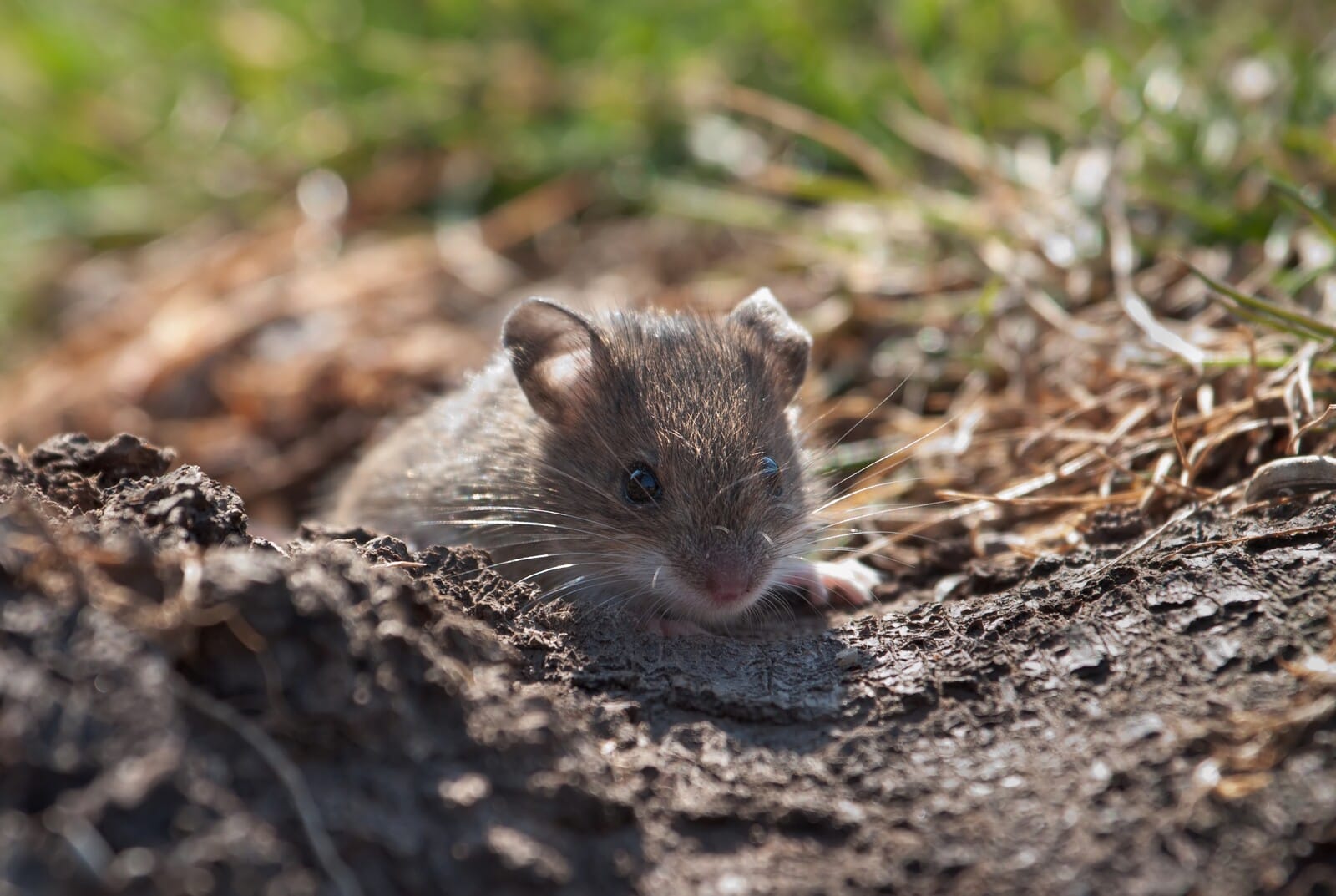 Maintain vigilance to prevent mouse damage