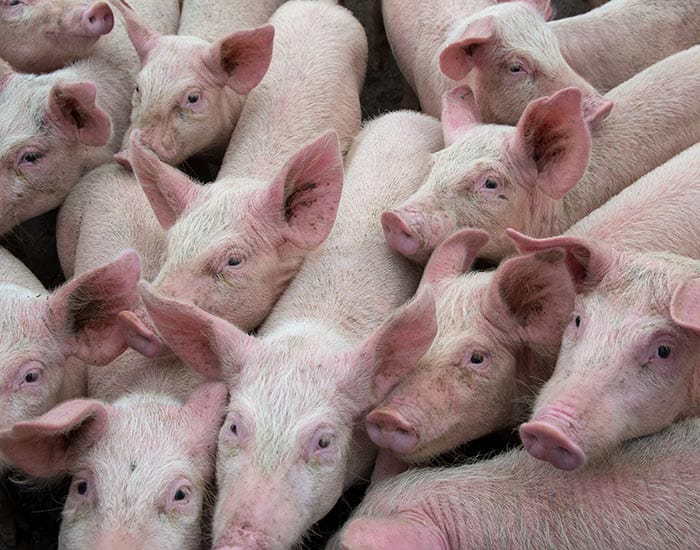 Support offered for Seven Point workers