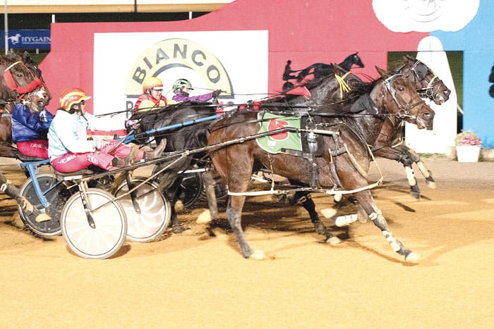 YP harness racing news