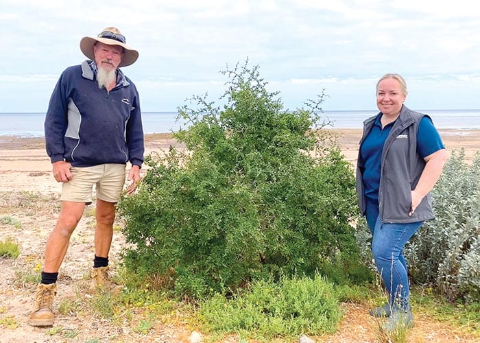 Boxthorn blitz at Tickera