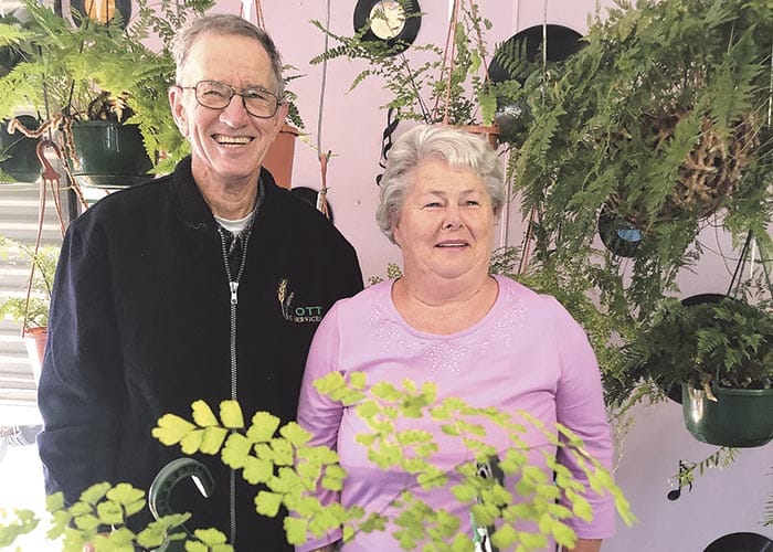 Spotlight on ferns and orchids