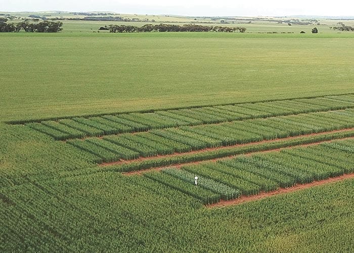 GRDC releases new crop guide