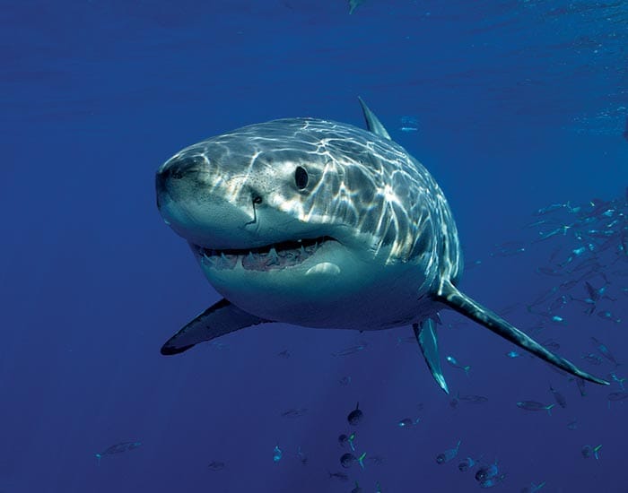 Regional shark mitigation project