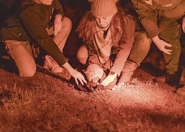 Jetsetter bettongs at home on peninsula