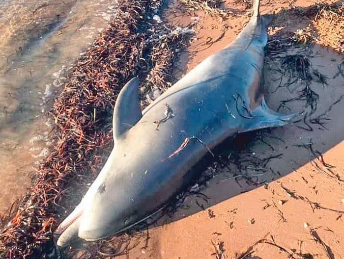 Stranded dolphin returned to the sea at Tiddy Widdy Beach