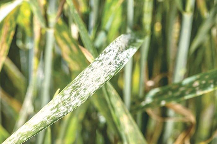 Mildew genes hold key to resistance