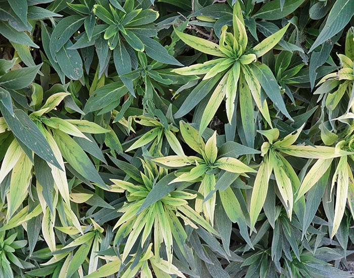 PIRSA investigating spray drift report