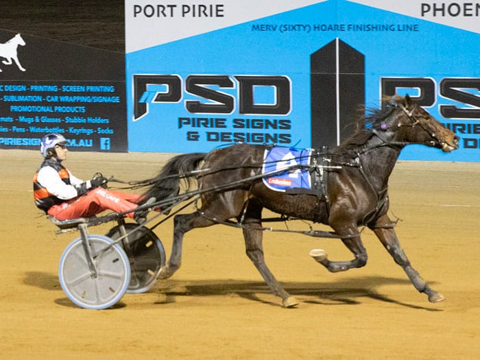 YP harness racing news