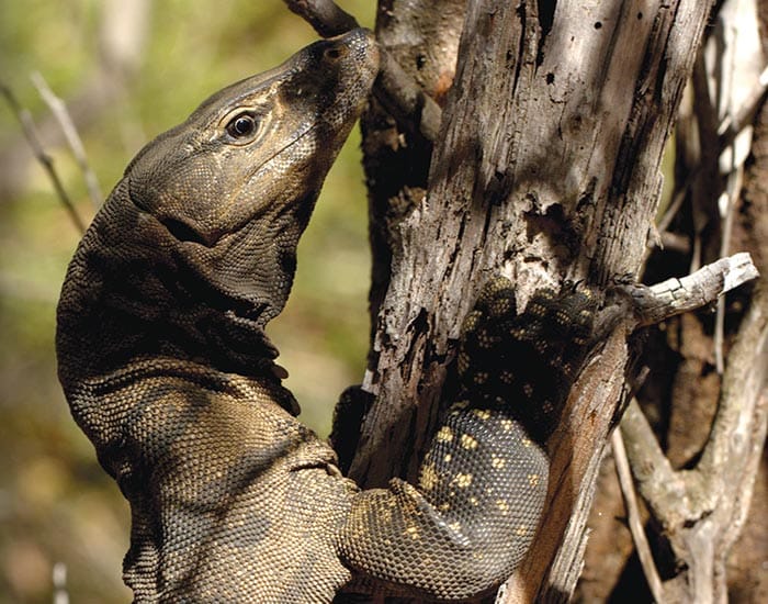 Lifeline for threatened animals