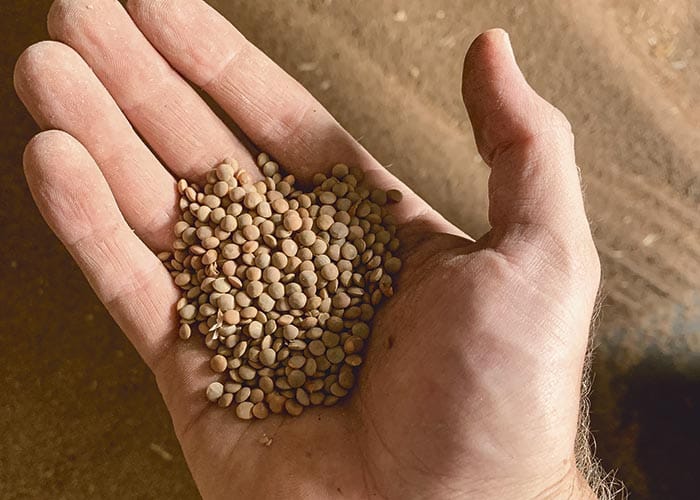 Lentil processing plant in the works
