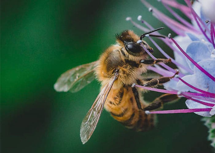 SA beekeepers prepare for Varroa mite