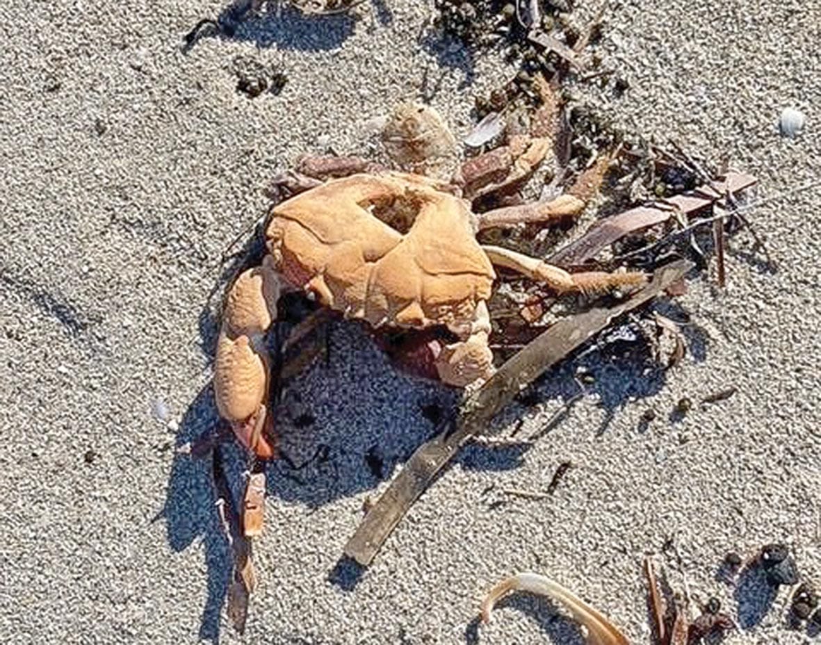 Danger and devastation in our waters