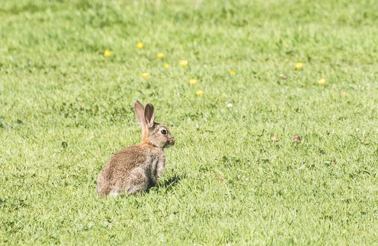 Rabbit workshops on Yorke Peninsula