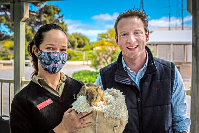 Bettong boom: Celebrating brush-tailed bettongs