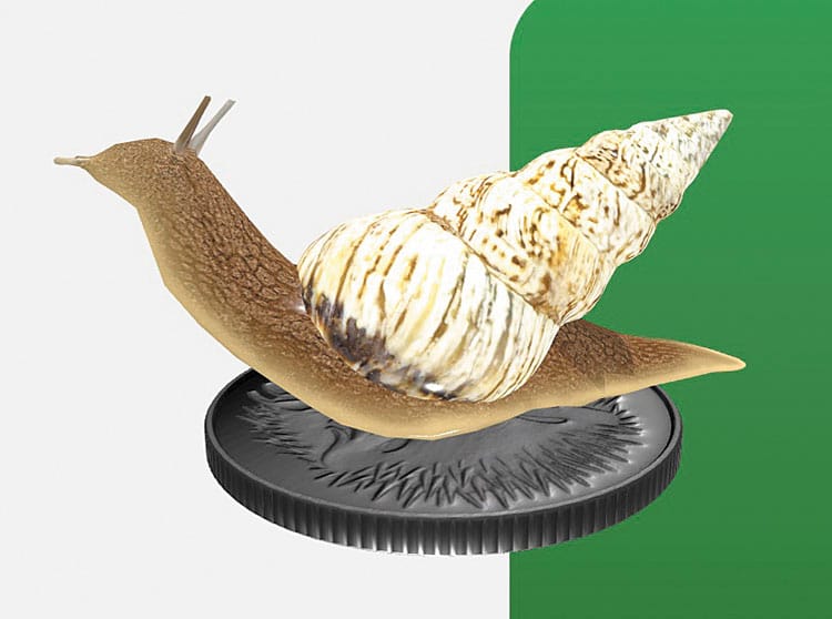 Invasive grain snails come to life in 3D