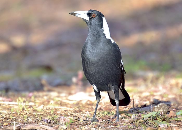 Sweeping warning for swooping bird