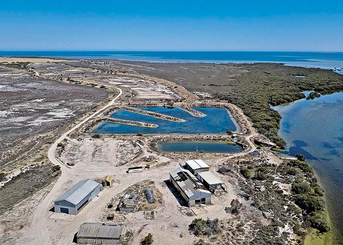 Seaweed farm on the horizon