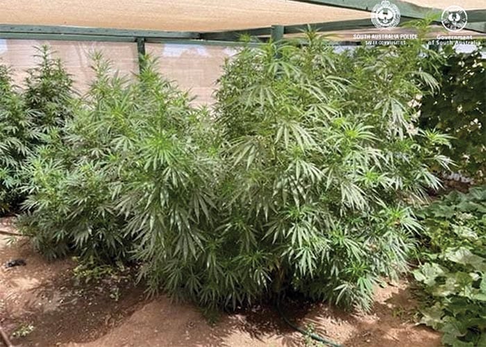 Police News... Drug crop copped on Copper Coast