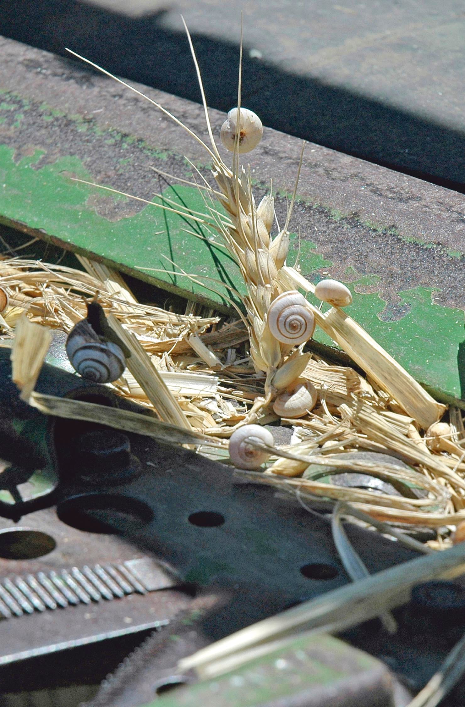 Farmers urged to look out for snails
