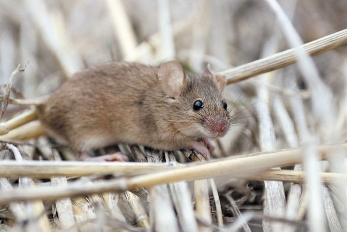 Join national campaign to monitor mice