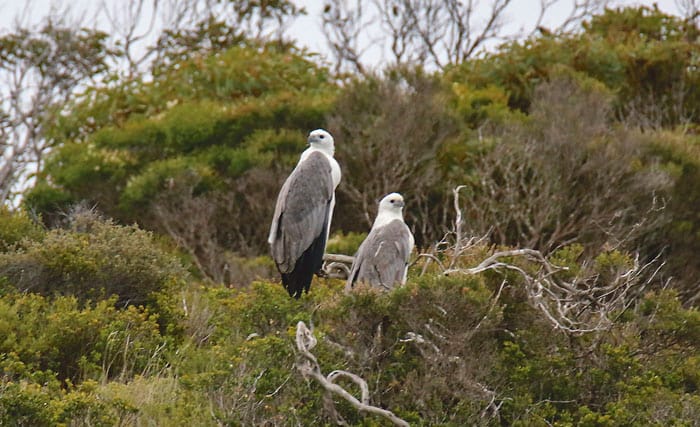 Counting SA’s birds of prey